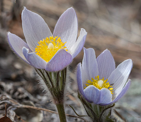 Prairie Pasqueflower | Crocus pulsatilla nuttalliana