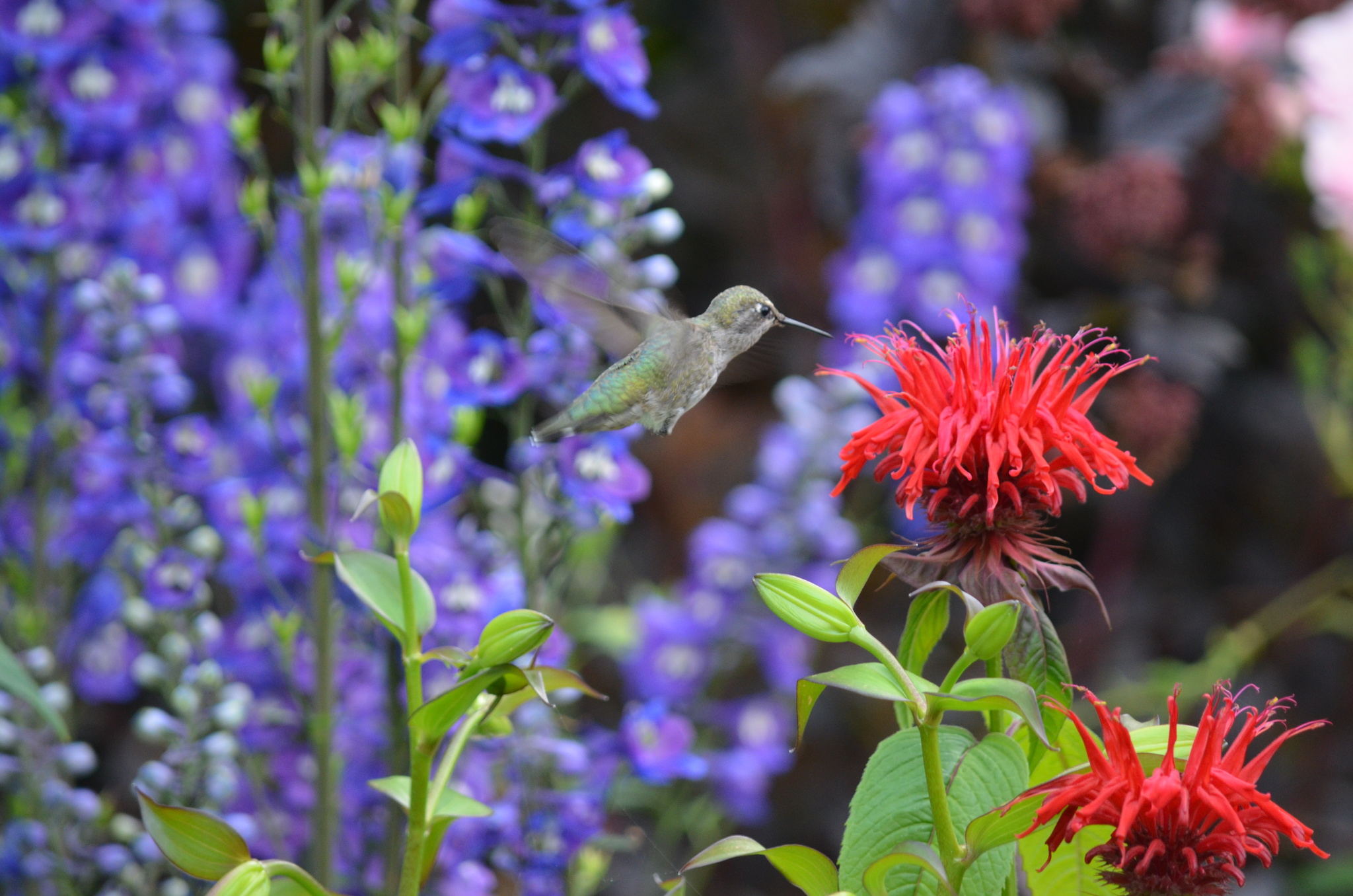 Female Anna’s hummingbird visiting the flower of a Monarda species. Liam Steele/iNaturalist.org (CC0)