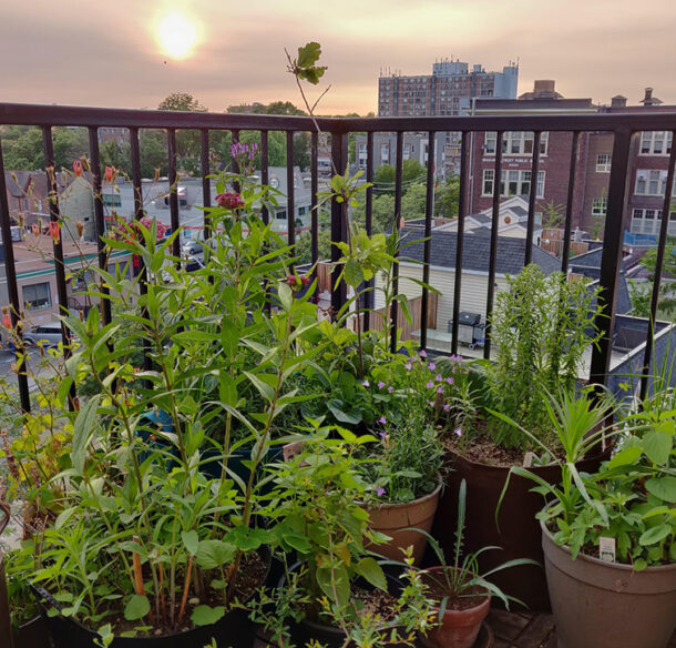 Balcony Garden, Toronto, Ontario © Ryan Godfrey / WWF-Canada