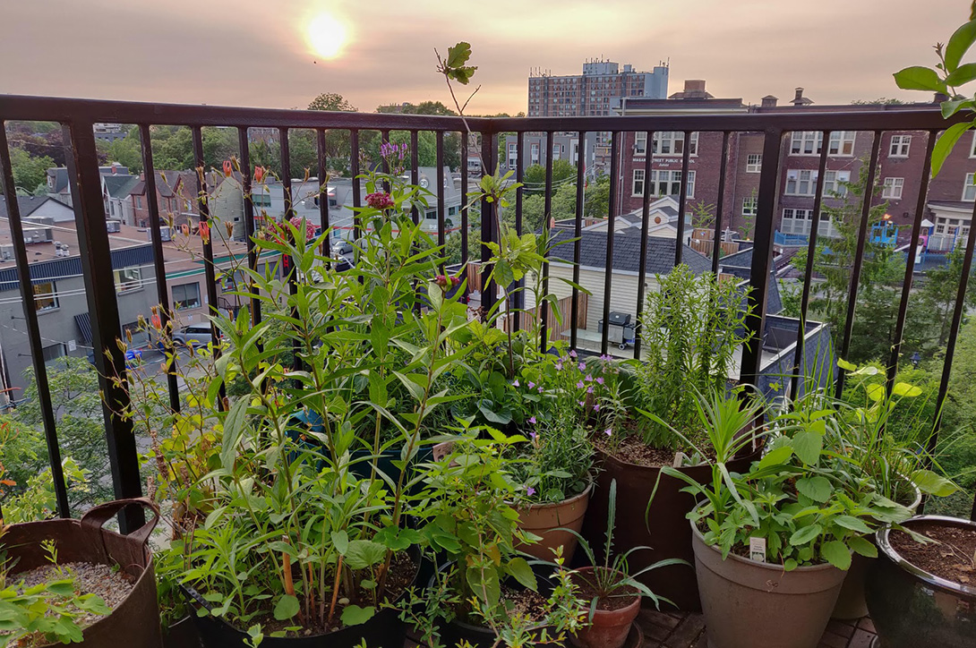 Balcony Garden, Toronto, Ontario © Ryan Godfrey / WWF-Canada