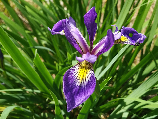 Blue flag iris © Jarmila Becka Lee