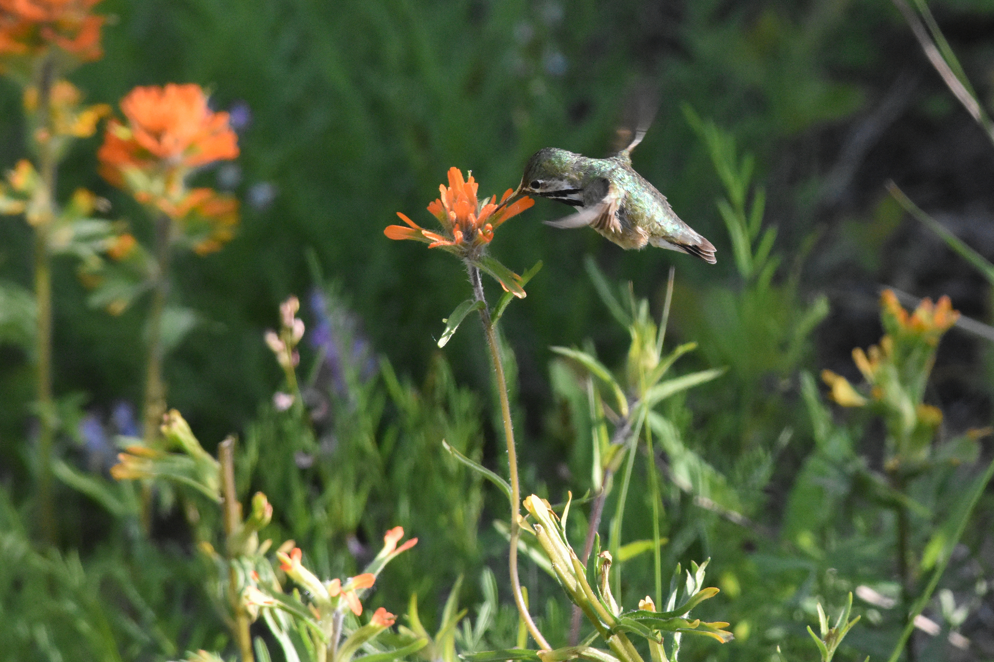 Male calliope hummingbird visiting a paintbrush (Castilleja species) flower. Braden J. Judson/iNaturalist.org (CC0)