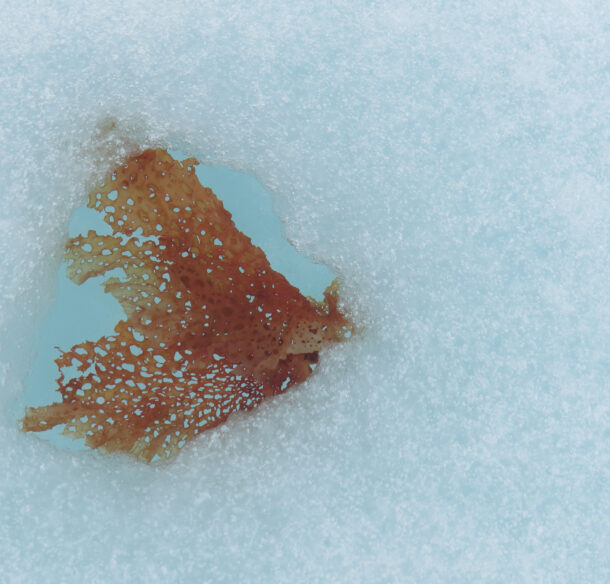 Seaweed under sea ice melt spot. Last Ice Area, Pond Inlet, Nunavut, Canada.