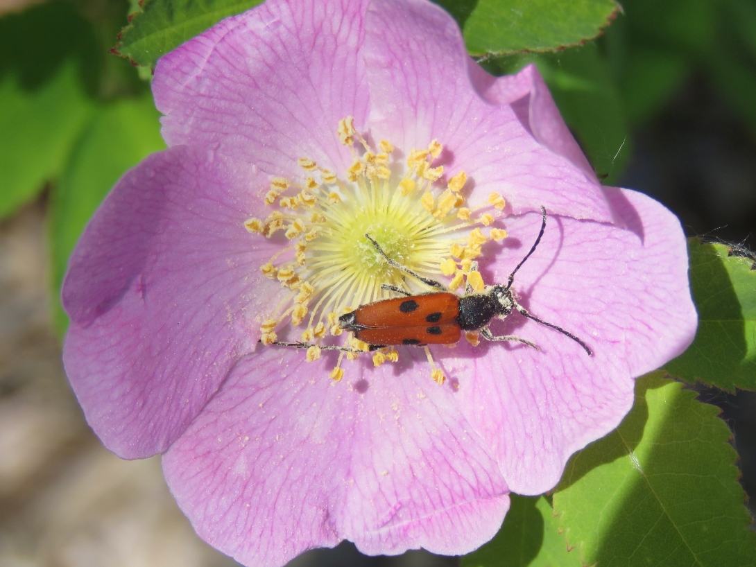 An elongated red-orange and black beetle with long antennae, a dimorphic flower longhorn beetle, dusted with pollen, feeds on a rose. 