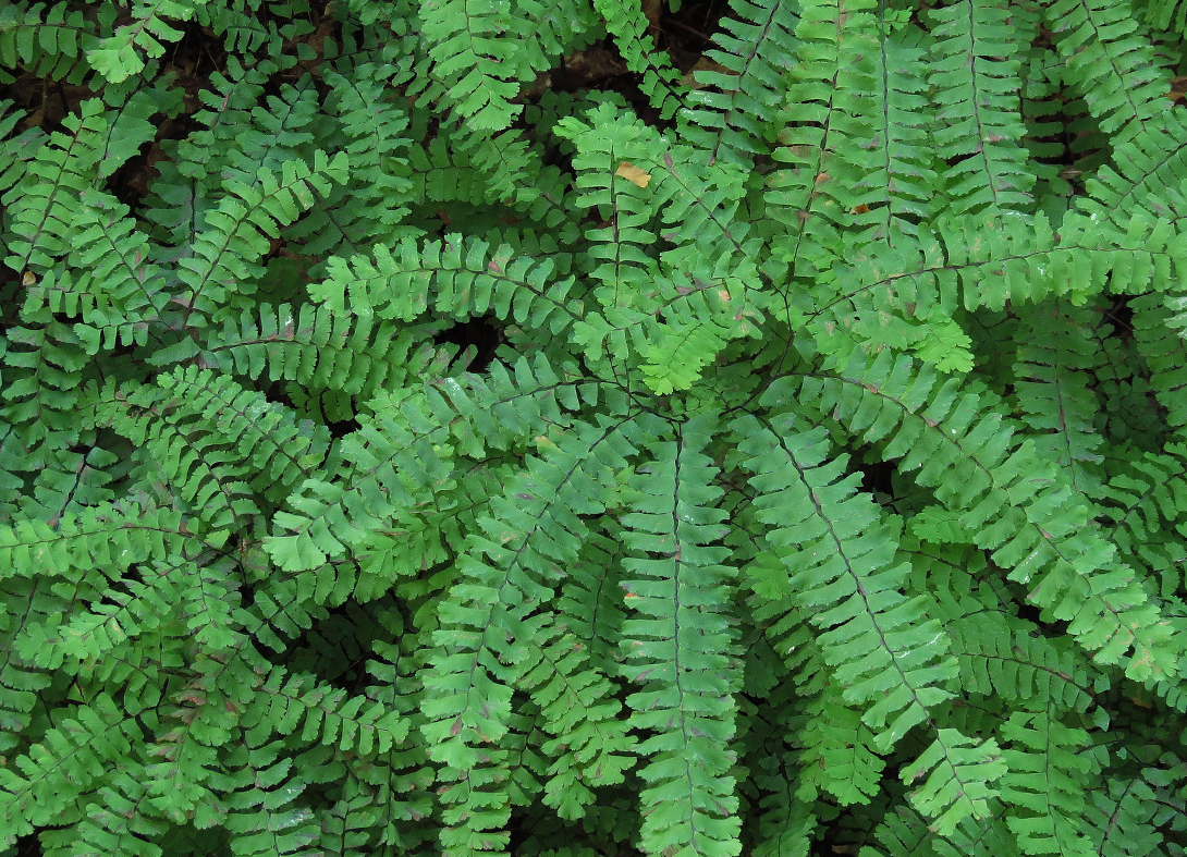 Maidenhair Fern (Adiantum pedatum) iNaturalist (CCO)