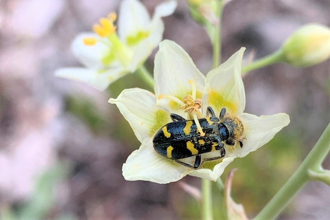 Cléride orné (Trichodes ornatus) sur un zigadène élégant (Anticlea elegans). Markeambard/iNaturalist.org (CC0) 