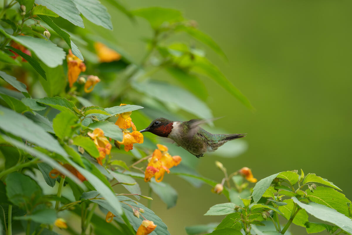 Male ruby-throated hummingbird drinking from spotted jewelweed (Impatiens capensis). © Sarah Pietrkiewicz