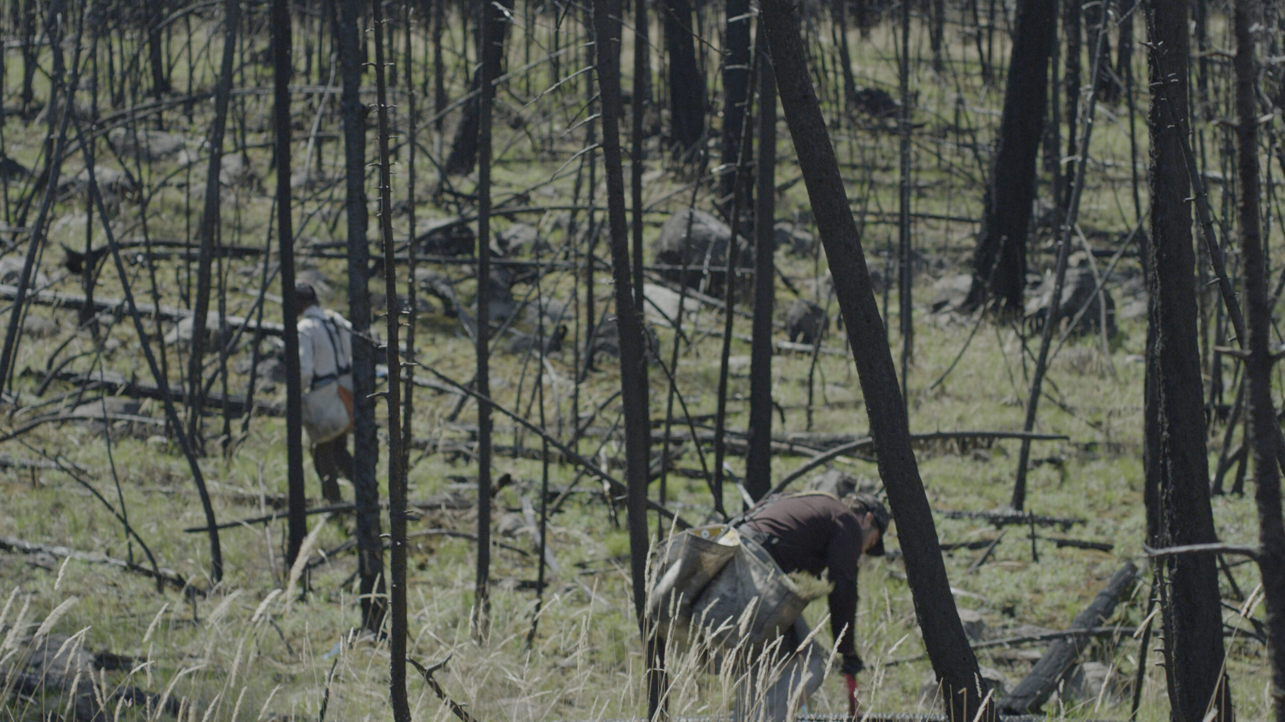 Two people planting trees in a burned-out forest