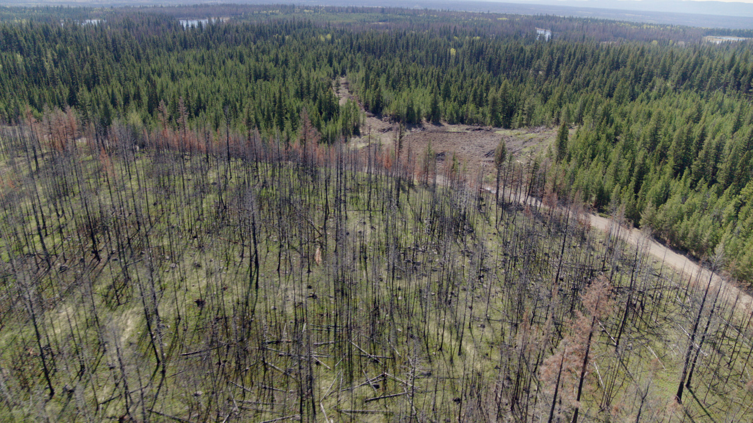 An aerial shot of a burned forest and a non-burned foresy