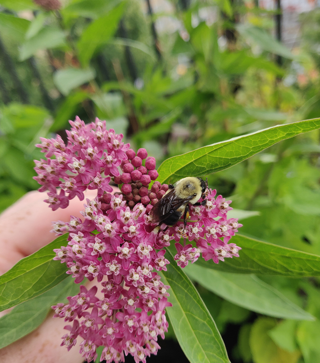 Bumble bee on swamp milkweed © Ryan Godfrey / WWF-Canada