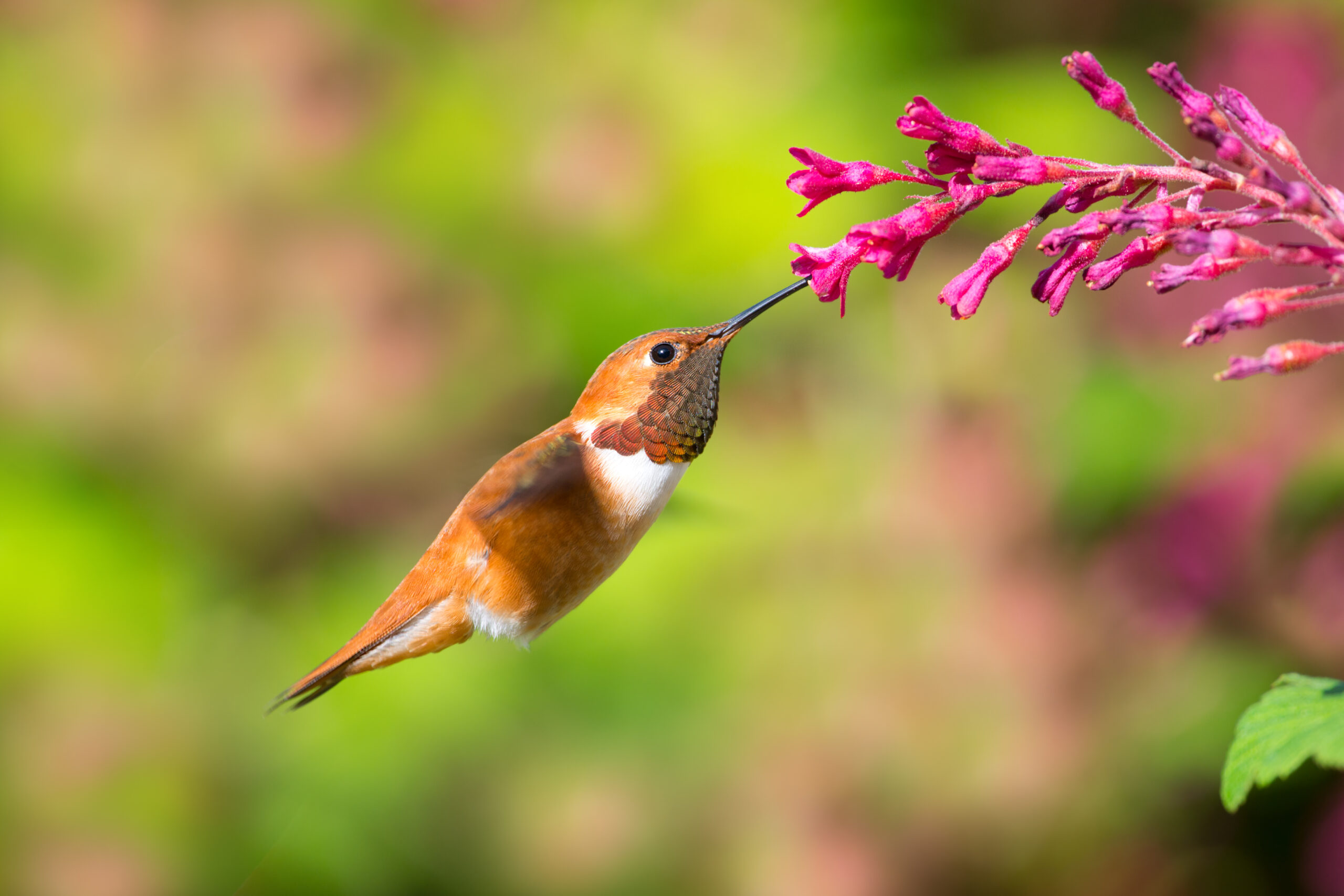 Male rufous hummingbird visiting red-flowering currant (Ribes sanguineum) © Shutterstock