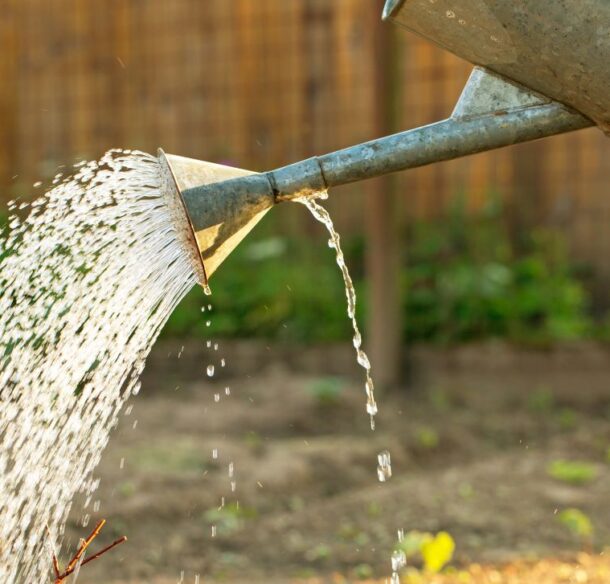 Water pours from the spout of a watering can as someone waters their garden on a sunny day.