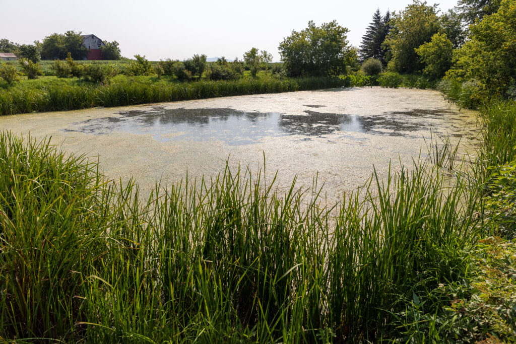 A healthy wetland that has been restored with help from ALUS.