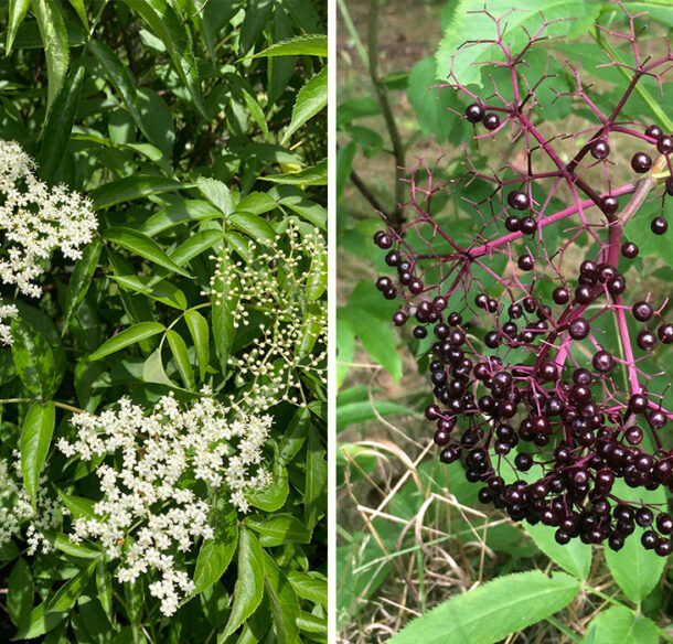 On the left are two bunches of small and delicate white common elderberry flowers surrounded by pointed green leaves. On the right, photographed separately, is a cluster of dark purple common elderberries.