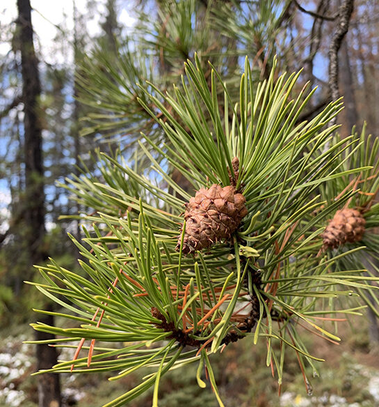 Closeup of brown lodgepole pine cone and long, straight green needles.