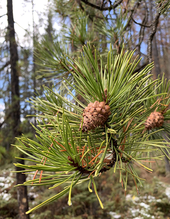 Closeup of brown lodgepole pine cone and long, straight green needles.