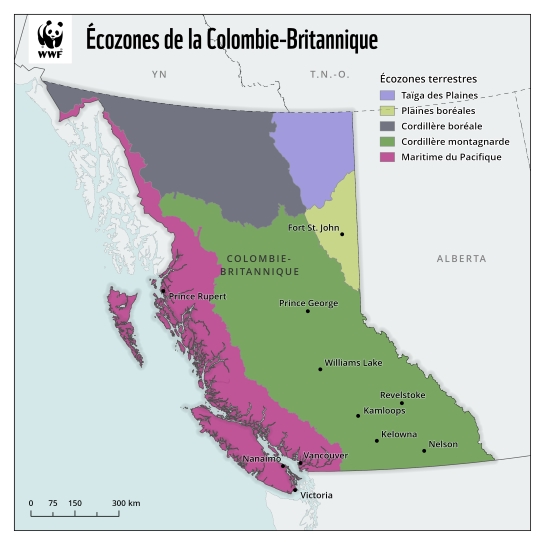 Une carte des cinq écozones terrestres de la Colombie Britannique : Taiga des plaines, plaines boréales, cordillère boréale, cordillère montagnarde et maritime du Pacifique.