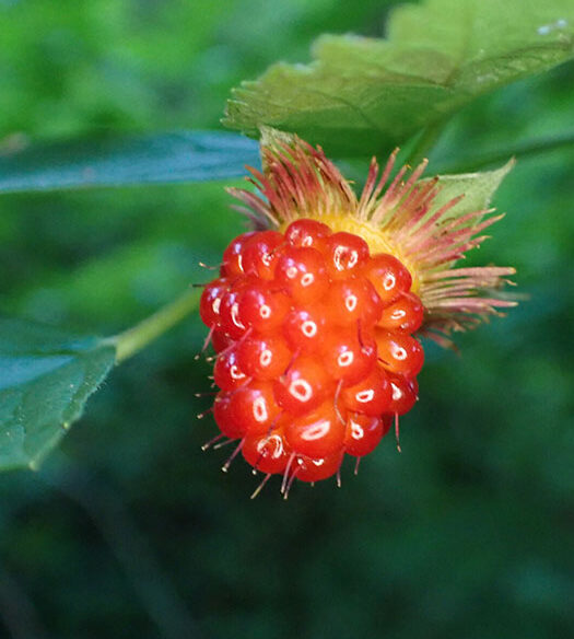 On the left is a pink-purple five-petaled salmonberry flower surrounded by green leaves and on the right is a second image with the shiny red raspberry-like fruit of the same plant.