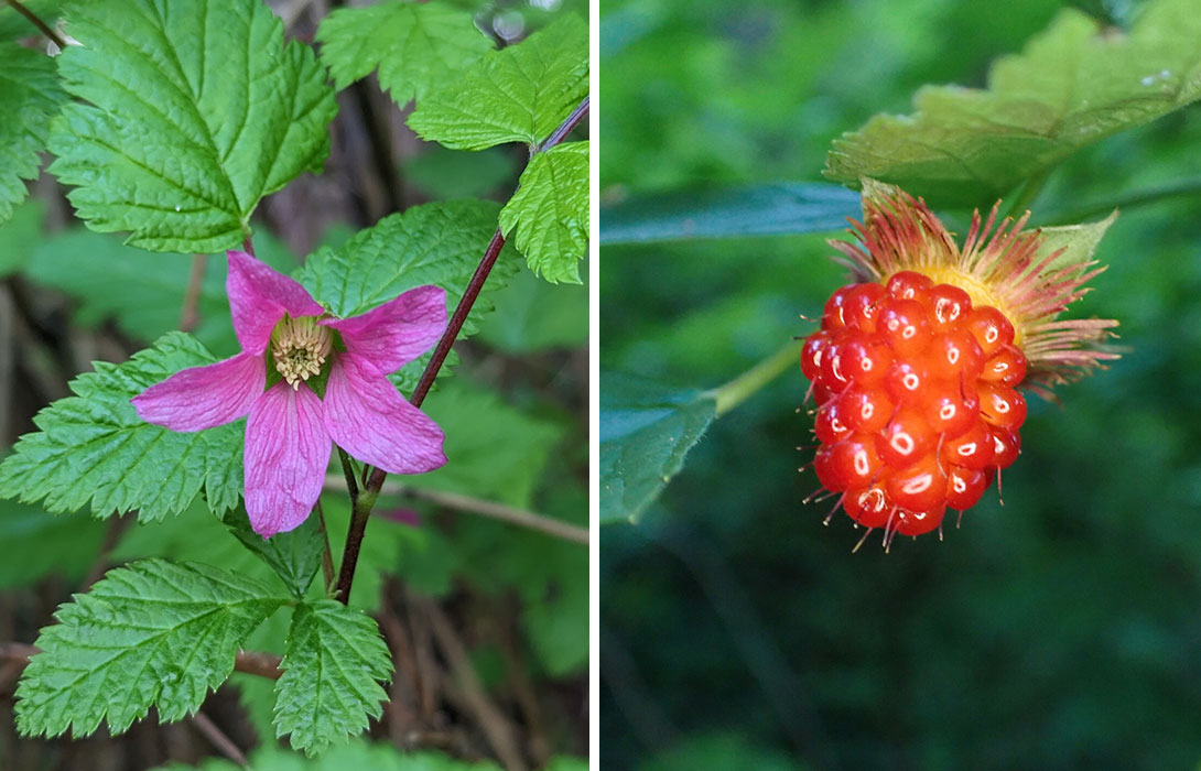 On the left is a pink-purple five-petaled salmonberry flower surrounded by green leaves and on the right is a second image with the shiny red raspberry-like fruit of the same plant.