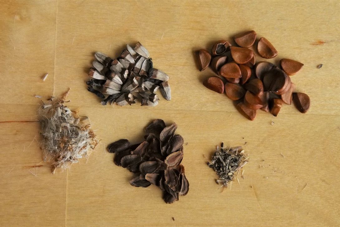 Small piles of five different kinds of seeds ranging from large and smooth to small and fluffy.