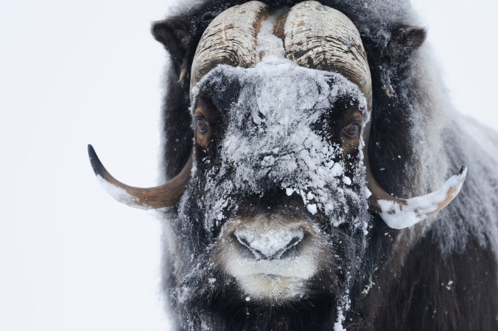 A close up of a muskox with snow on its face. 