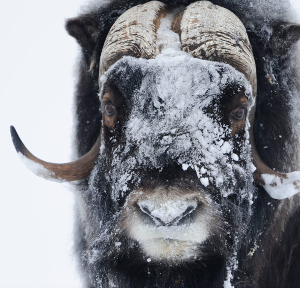 A close up of a muskox with snow on its face.