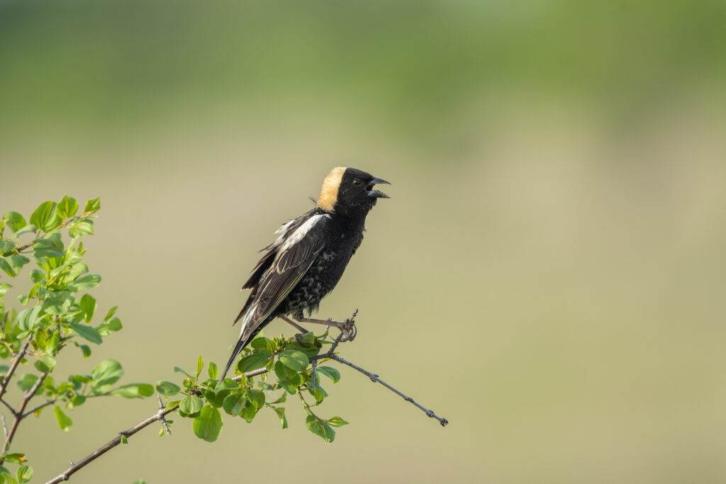 A Bobolink (Dolichonyx oryzivorus) sings in spring, in Ontario, Canada