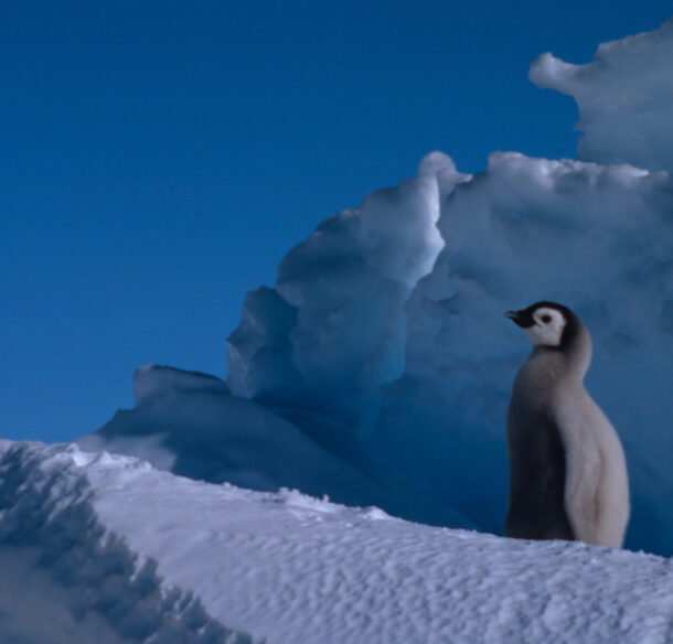 Emperor penguin Chick between the feet of adult.