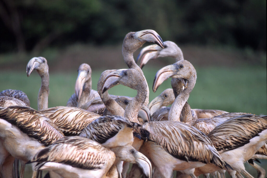 A group of young flamingos, with grey feathers.