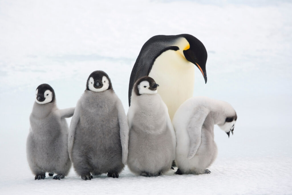 Quatre jeunes manchots empereurs (Aptenodytes forsteri) avec un adulte à la colonie de l’ile Snow Hill.