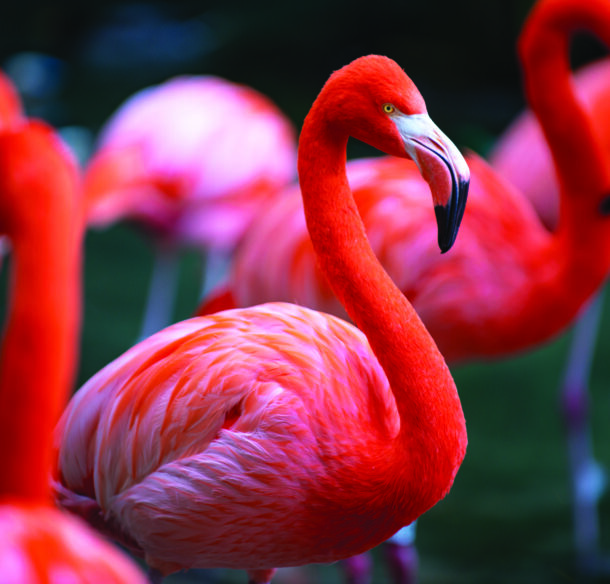 Beautiful flamingos walking in the water with green grasses background.