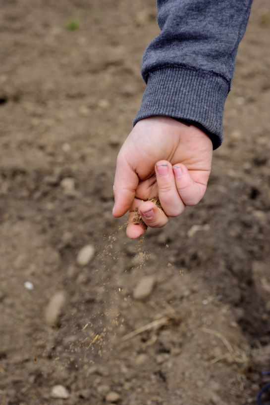 Very small seeds stream towards the bare soil as a hand gradually releases them.