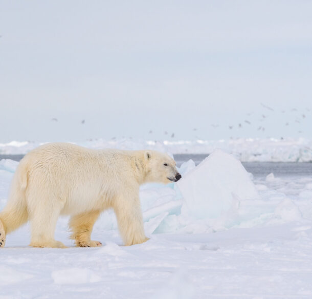 Polar bear walking on a snowy landscape