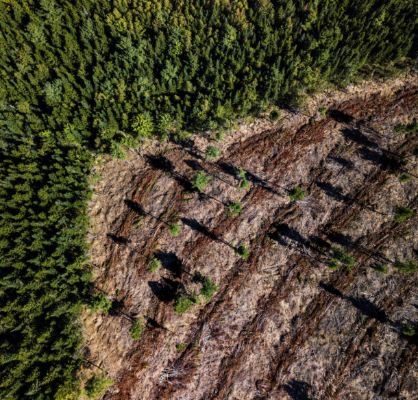 an aerial view of a forest meeting a clearcut