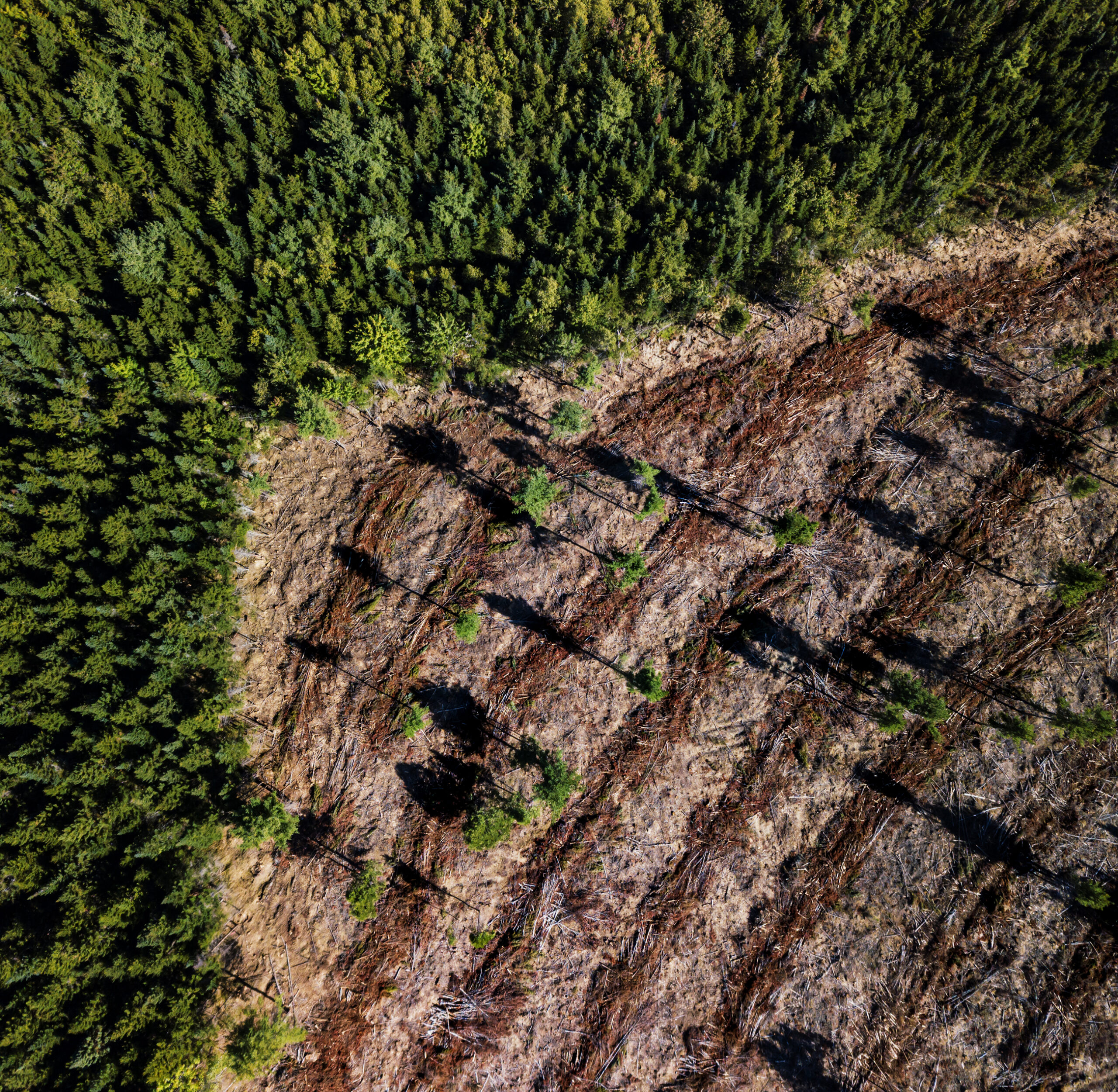 an aerial view of a forest meeting a clearcut