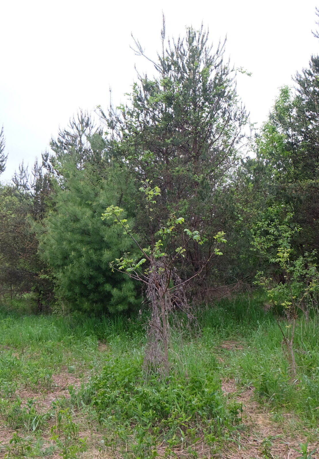 Dog-strangling vine growing up a fledgling tree.