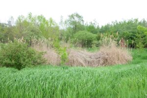 Invasive phragmites growing in a wetland in Markham, Ont.