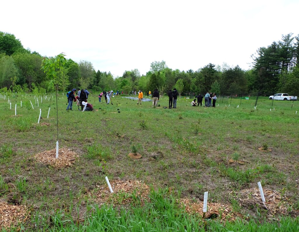 Student volunteers plant native trees in a meadow near Toronto.