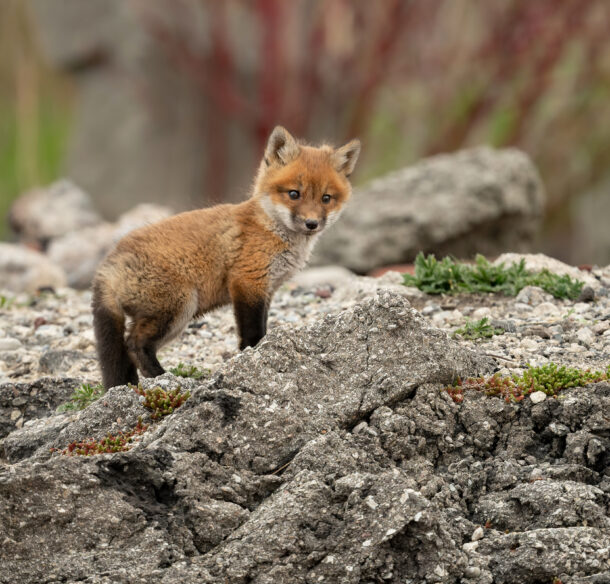 A confident young Red fox (Vulpes vulpes fulva) kit stands outside of its den, in Toronto, Canada