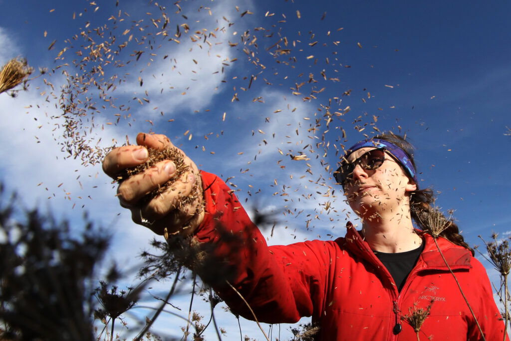 A conservationist casts native seeds in a field