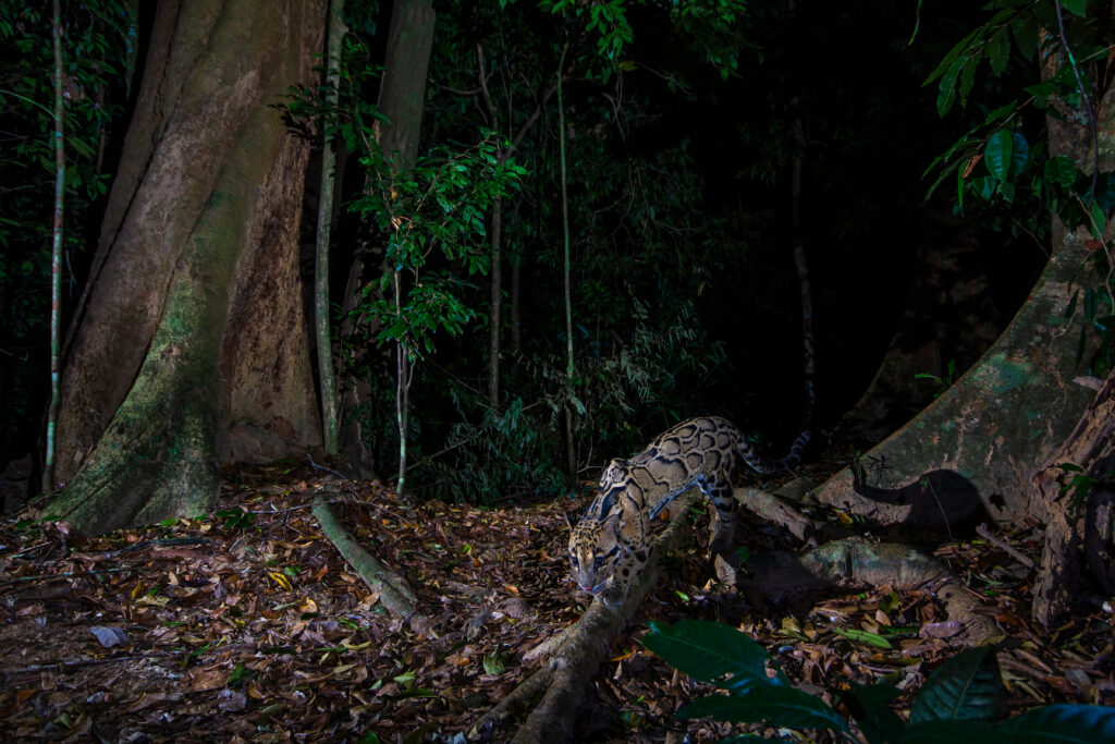 A clouded leopard walks towards a camera in the dark.