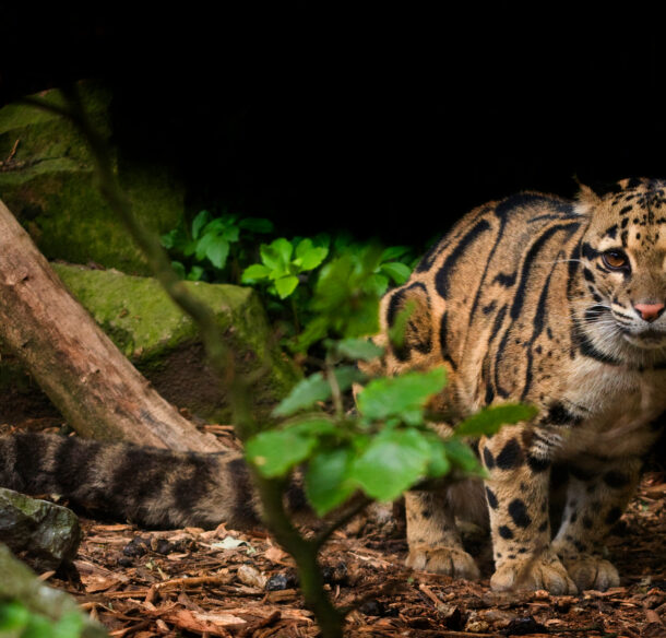 A clouded leopard in captivity.