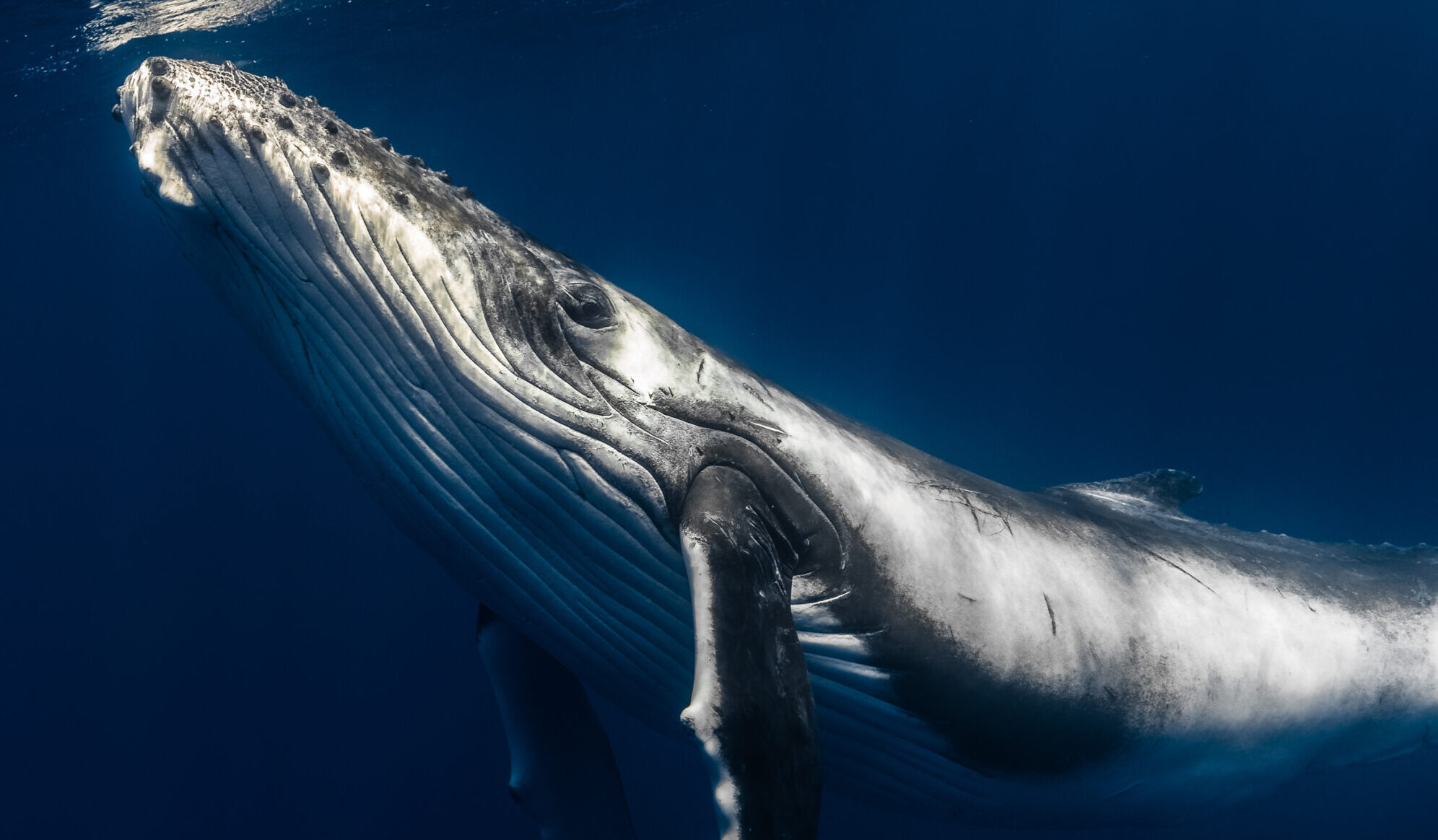 Humpback whale swimming toward the surface