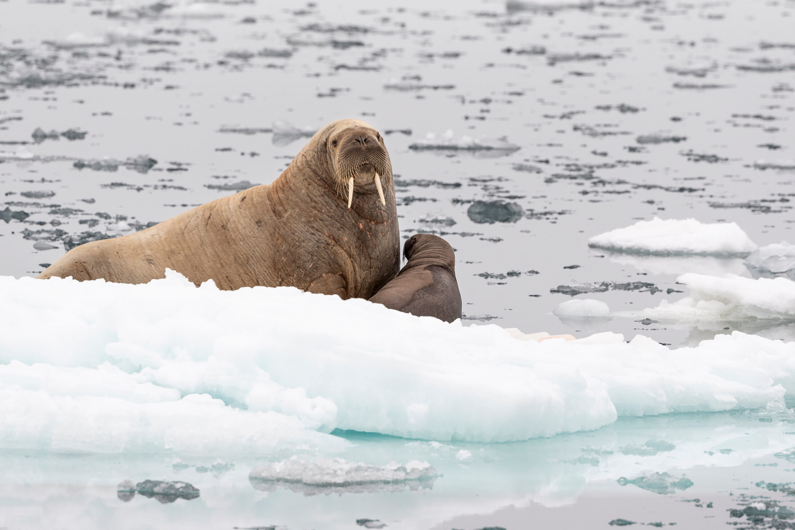 A female walrus and young offspring on an ice floe.