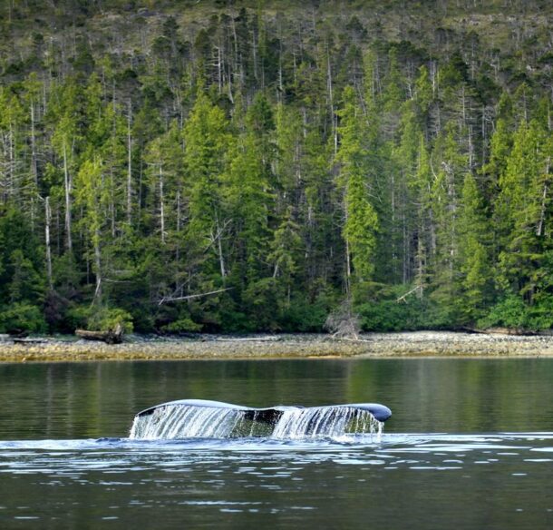 The flukes of a Humpback whale (Megaptera novaeangliae) breaching near Gill Island in the Great Bear Rainforest, British Columbia, Canada © Andrew S. Wright / WWF-Canada