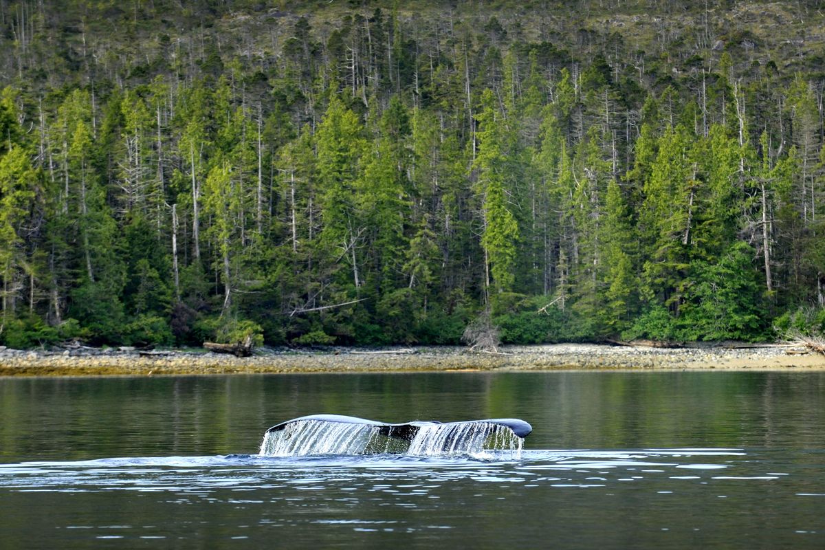 The flukes of a Humpback whale (Megaptera novaeangliae) breaching near Gill Island in the Great Bear Rainforest, British Columbia, Canada © Andrew S. Wright / WWF-Canada