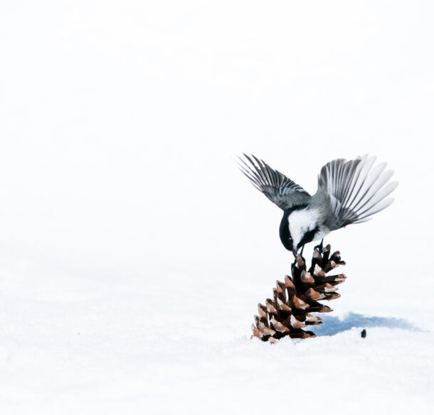 Black-capped chickadee in snow with a pinecone