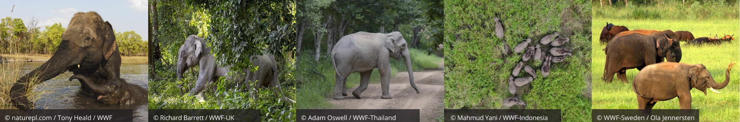 A variety of elephants in their environments