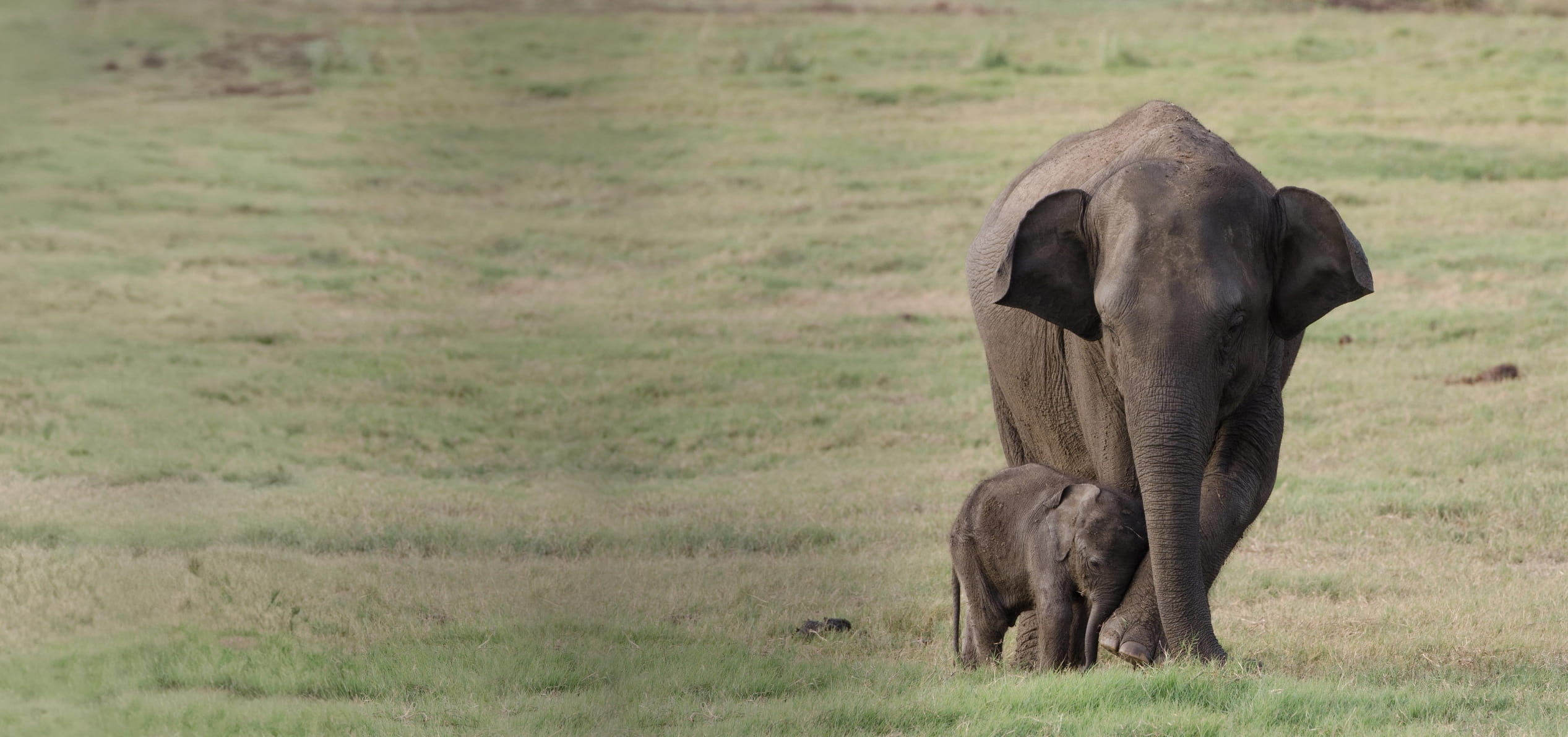 Mother and calf elephant