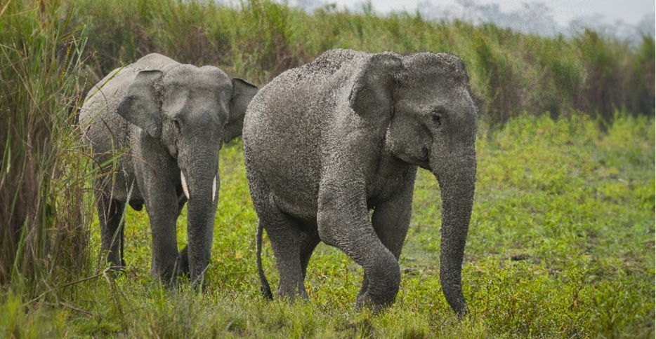 Two elephants walking together in grasslands